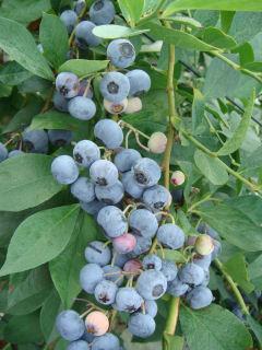 春予約】 ブルーベリー苗 大実ラビットアイ系 コロンブス 【申込期限