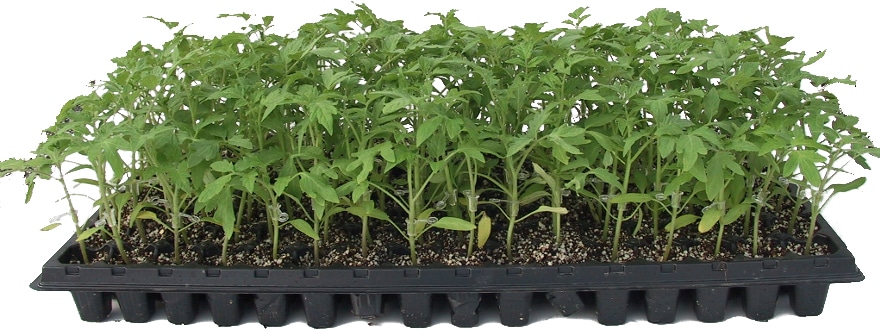 接木苗予約】 トマト セル苗 128穴 グループ① の通販