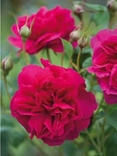 バラ予約】 バラ大苗 トーマス・エイ・ベケット 【申込期限：2月22