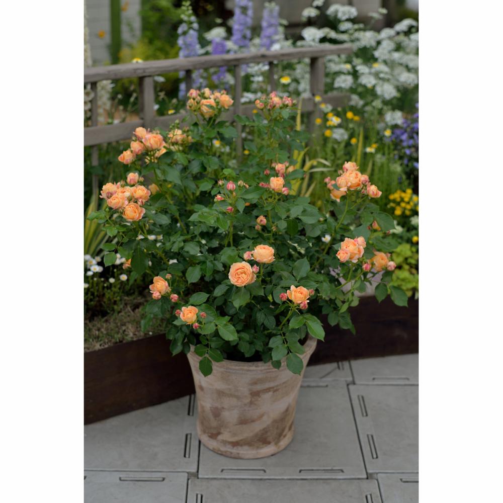 完売御礼【バラ予約】 バラ大苗 ラ・ドルチェ・ヴィータ 予約特典付き