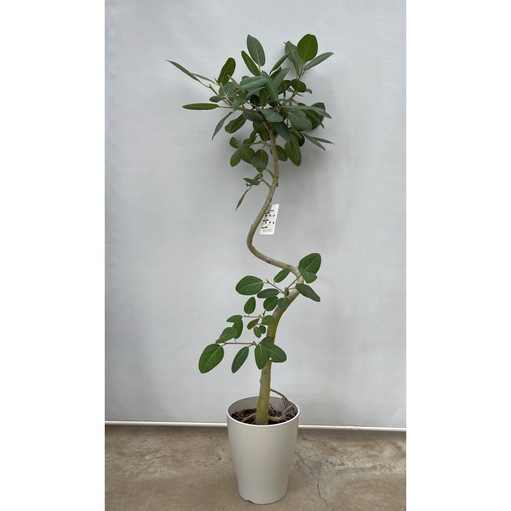 沖縄観葉 フィカスベンガレンシス の通販 | ホームセンター コメリ