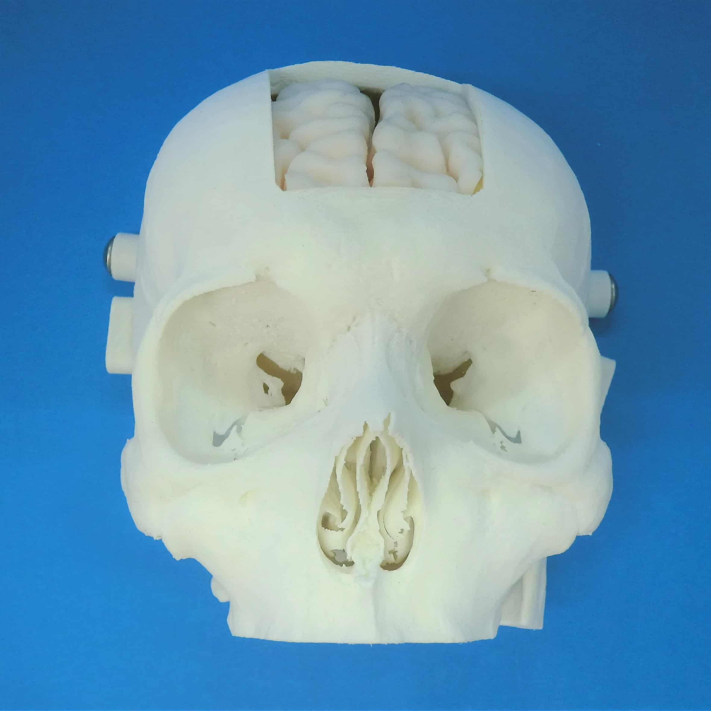 深部血管吻合用 前頭部 A37の医療模型 | 3DモデルのKEZLEX