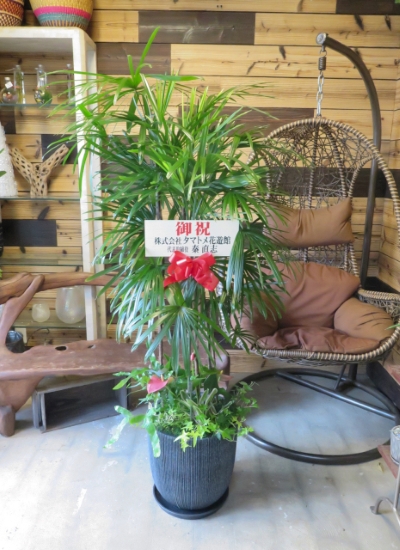 観葉植物ギフト シュロチクの豪華な寄せ植え【大型商品】