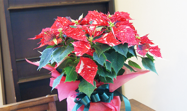 クリスマス ポインセチアを飾ろう！贈ろう！インターネット通販花屋