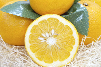 八朔（はっさく） | みかん大事典 | みかんのことなら「のま果樹園