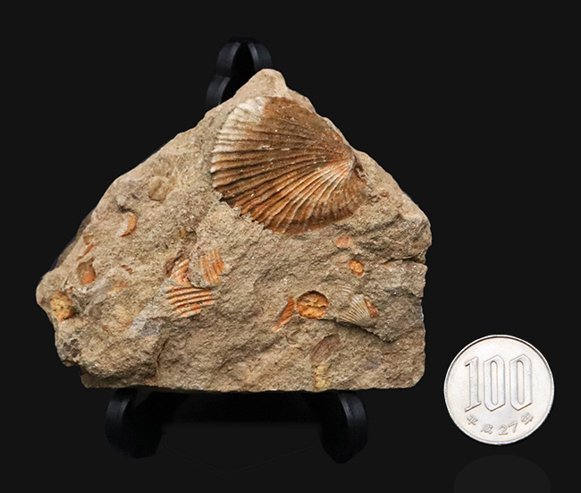 北上山地・志津川・韮ノ浜層産、恐竜がまだ主役になる前……ジュラ紀最