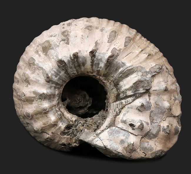 アンモナイトのヘビーコレクターにおすすめ！非常にレアなアンモナイト