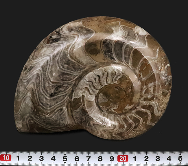 直径最大部146ミリもある大判標本！模様も美しい！古生代デボン紀の