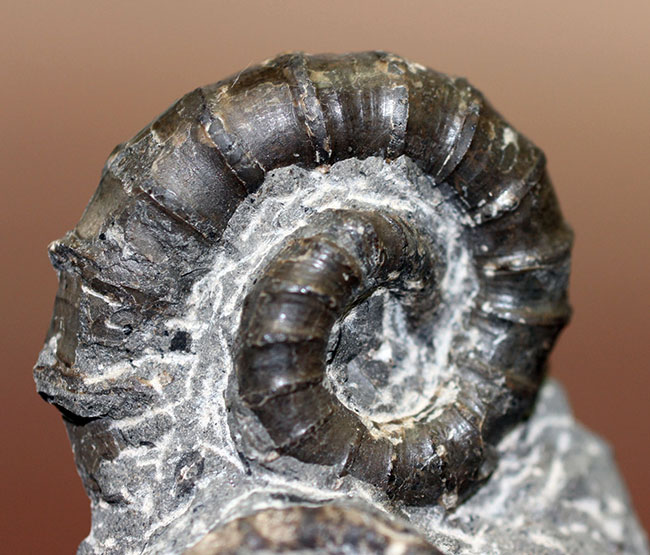 北海道でしか産出しない異常巻きアンモナイト、ムラモトセラス