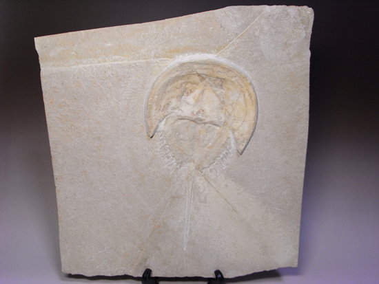 生きた化石カブトガニの祖先：メソリムルス 化石 販売