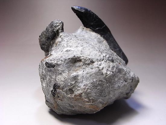 アロサウルス実物歯化石 トキワ様以外の方の購入は受け付けません。 歯根