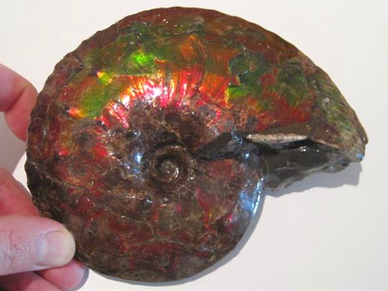 15センチの化石セブン品質のアンモライト アンモナイト 販売