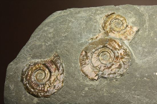 5つのアンモナイトが漂う、ジュラ紀の光るアンモナイトプレート標本