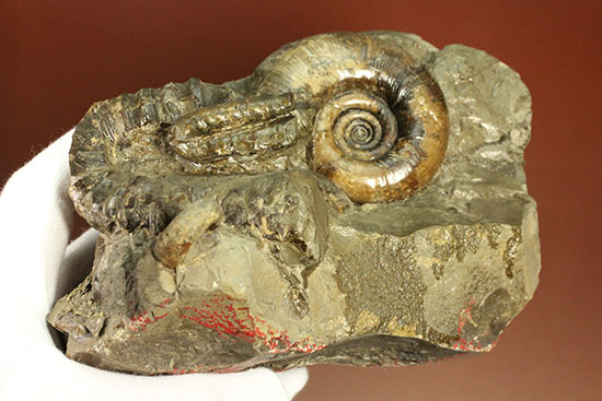 異常巻きと平巻きが同居した北海道産アンモナイトの立体標本