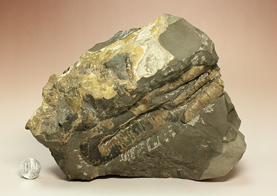 異常巻きアンモナイト、北海道産ポリプチコセラス アンモナイト 販売