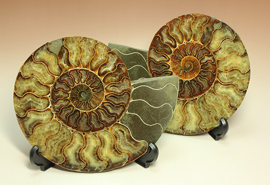 アンモナイト化石 ハーフカット ペア マダガスカル アンモナイト化石