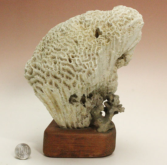 価格相談可能標本！悠然と伸びる姿が印象的！限りなく現世に近い時代に