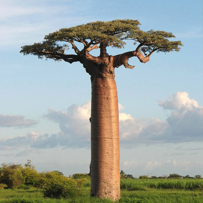 The Baobab | Kid Scoop