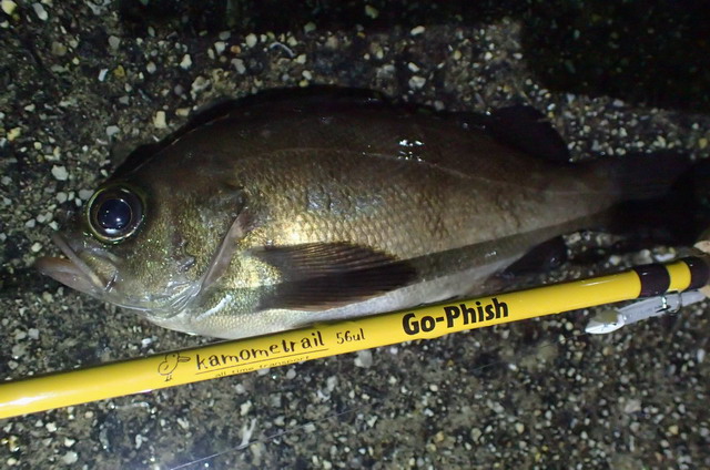 ゴーフィッシュ カモメトレイル KT-56ul 【シーバスルアー専門店