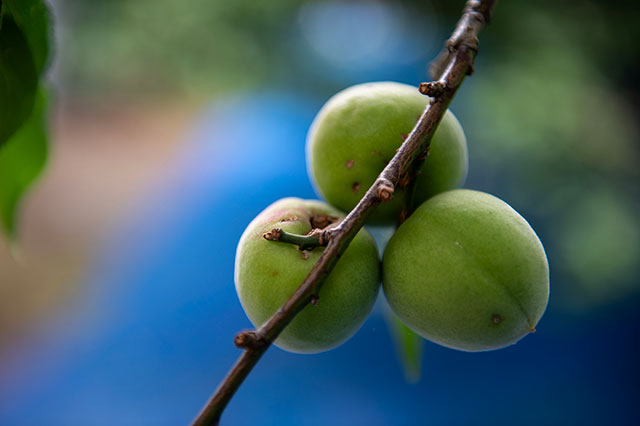 訳あり・キズあり南高梅の予約販売・通販｜南高梅の農家直送・青梅通販