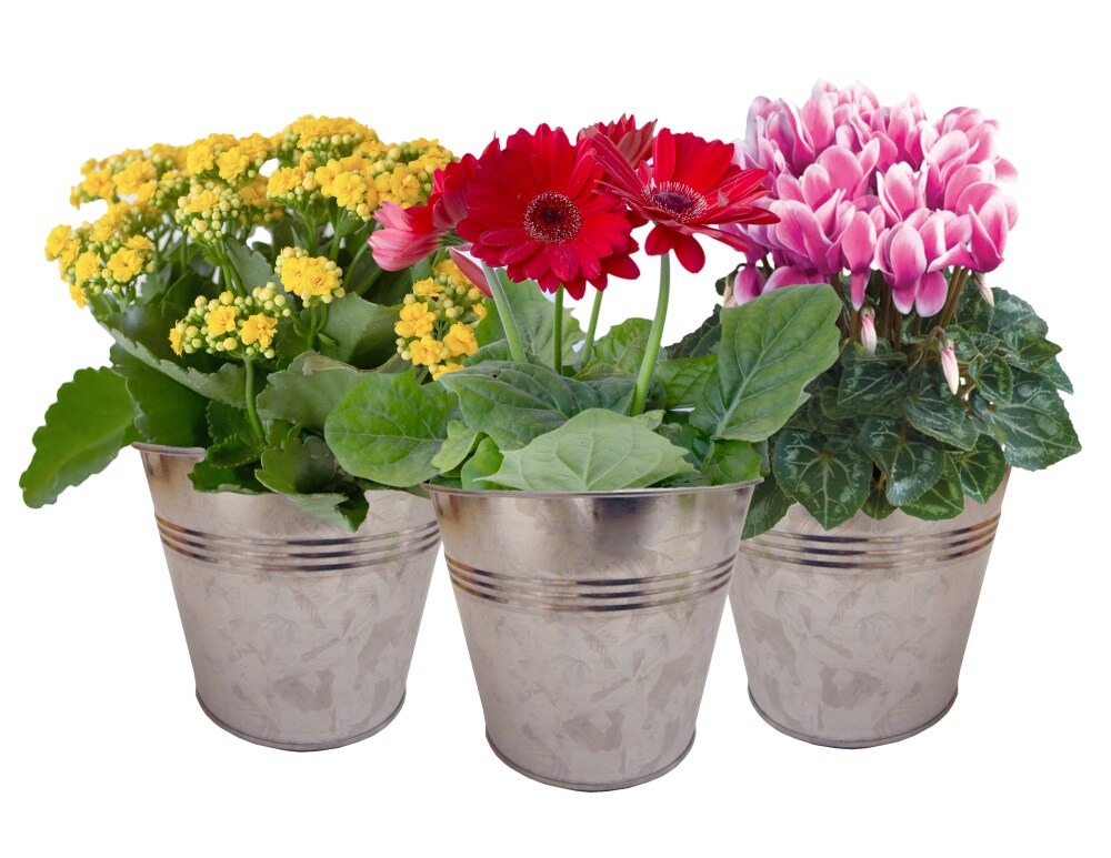 Blooming Plant in Tin Potted Plant - Assorted, 6-inch pot - Kroger