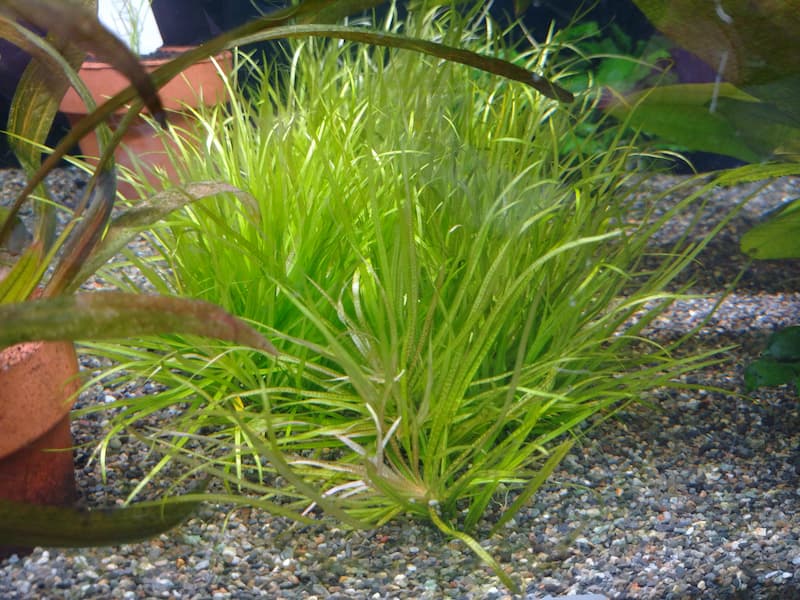 e-scape坂戸店】水草・陸上植物在庫リスト 2023年7月29日19：00更新