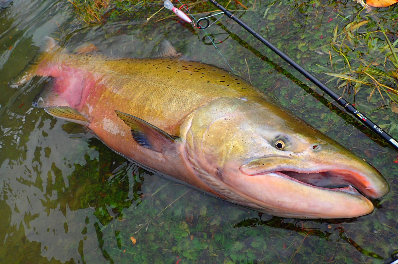 TRANSCENDENCE/トランスセンデンス】Botia 60S+ Rev.2 / ボティア