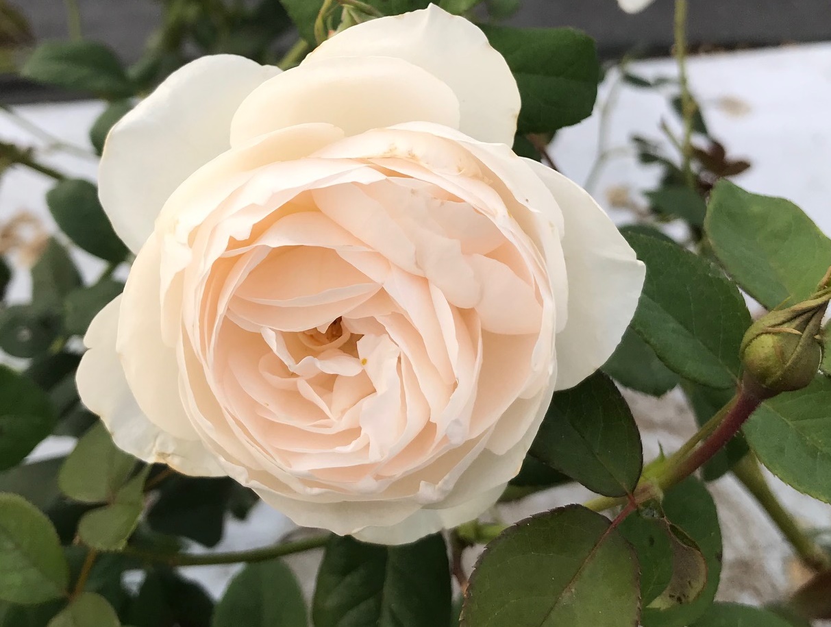 オールドローズ四季咲き大苗 ブラッシュノアゼット バラ苗販売