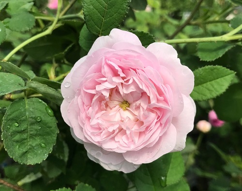 廃盤イングリッシュローズ大苗 エヴリン エブリン Herb&Rose バラ苗