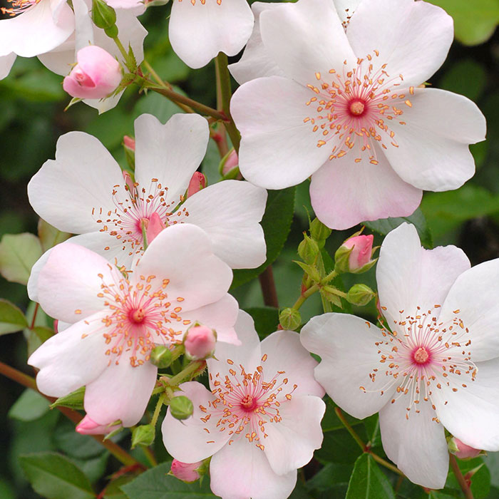 相原バラ園 / ピンク・サクリーナ（メイアン）【冬苗】