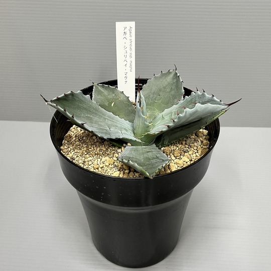 アガベ・シュリベイ・マグナ イナガーデン｜空間を彩る観葉植物や草花