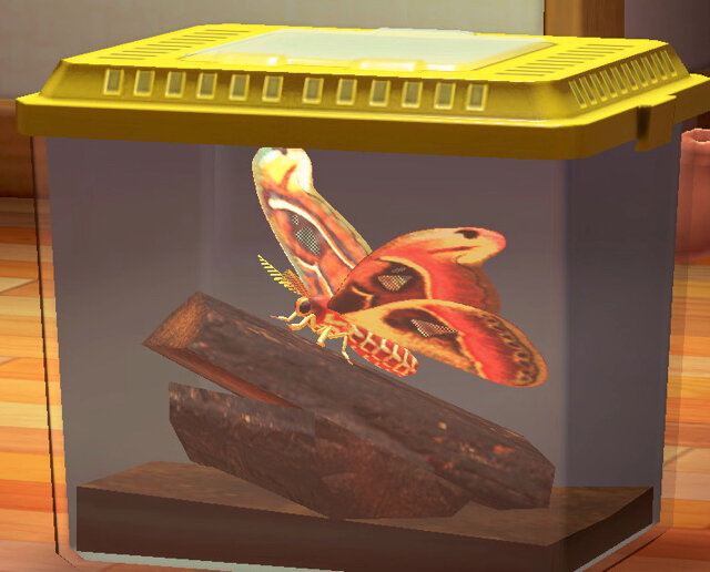 世界最大級の蛾は日本にいる！『あつまれ どうぶつの森』に登場する