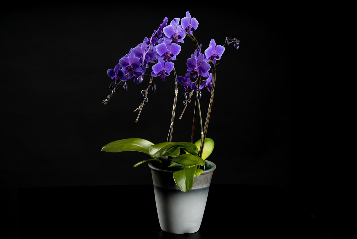 Blue Gene（ブルージーン）世界初の青色コチョウラン｜石原産業株式会社