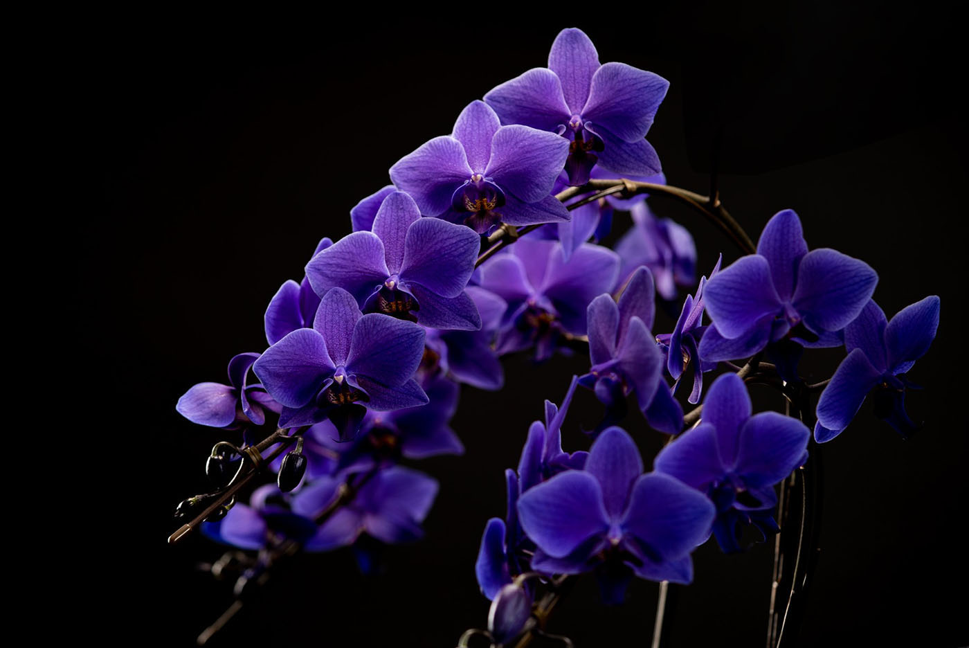 Blue Gene（ブルージーン）世界初の青色コチョウラン｜石原産業株式会社