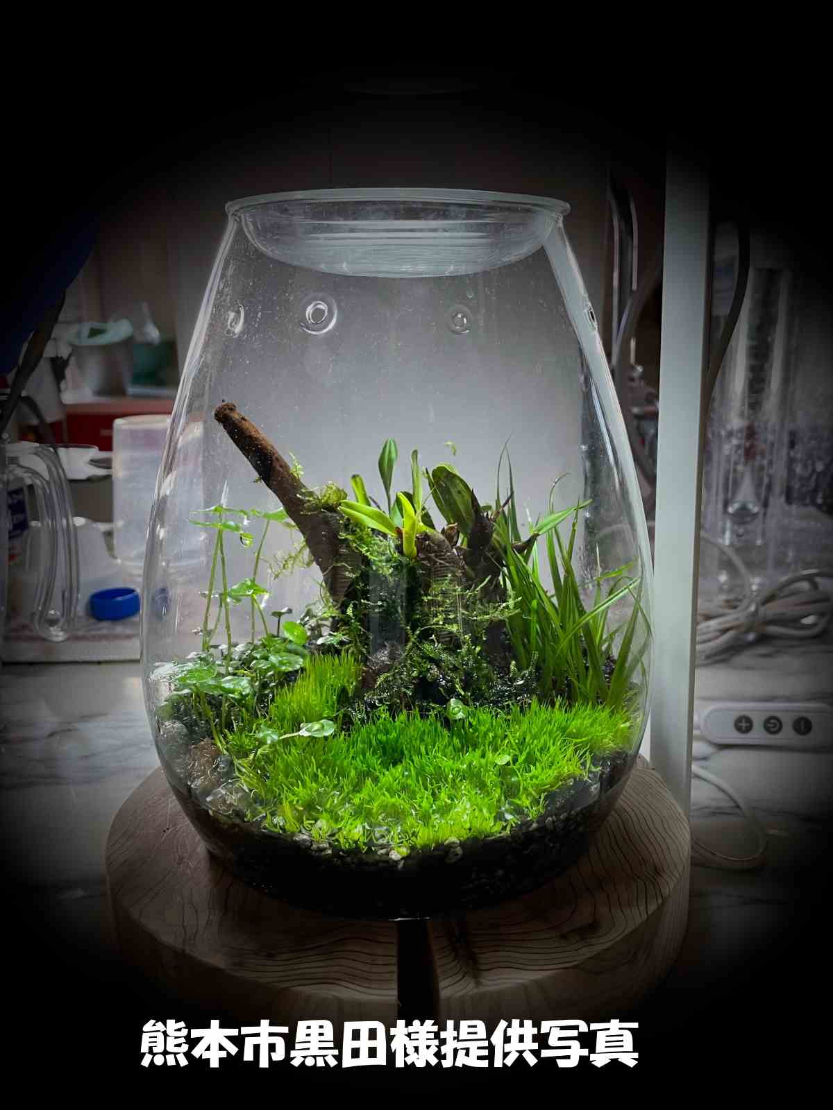 DOOA マグネットライトG ウッドベースセットの販売 (アクアマリン熊本)