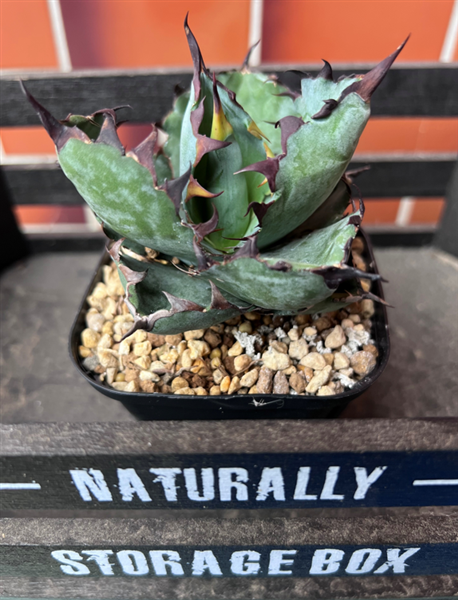 埼玉県産 多肉植物「アガベチタノタブラックアンドブルー」: 埼玉