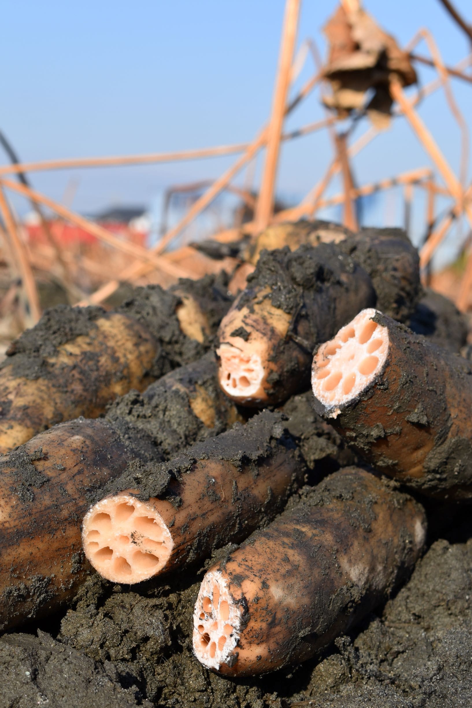 クール便】贈答用れんこん 2本入り（愛知県愛西市産）: あいちゴコロ