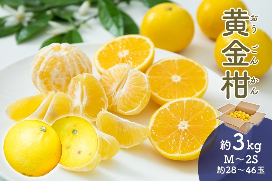 黄金柑 約3kg 3月1日頃より順次発送: とさのさとアグリコレット|【JA
