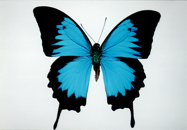 アゲハチョウの仲間／世界の珍奇・美麗昆虫 -- 公益社団法人農林水産