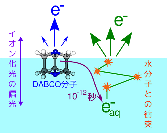 共同発表：世界で初めて、溶液反応の超高速時間・角度分解光電子分光に