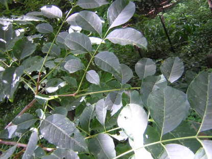 樹木図鑑(キハダ)