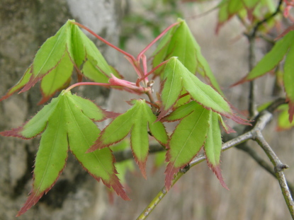 樹木図鑑(イロハモミジ)