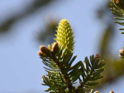 樹木図鑑(モミ)