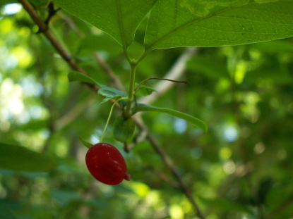 樹木図鑑(ウグイスカグラ)