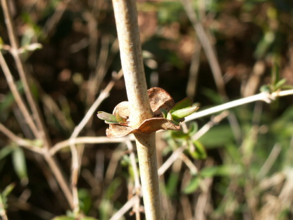 樹木図鑑(ウグイスカグラ)