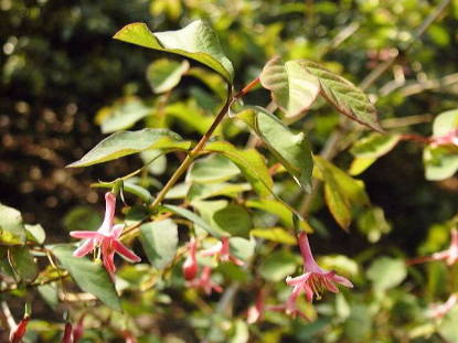 樹木図鑑(ウグイスカグラ)