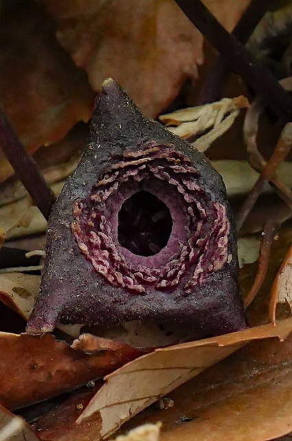 タマノカンアオイ（ウマノスズクサ科）｜素人植物図鑑