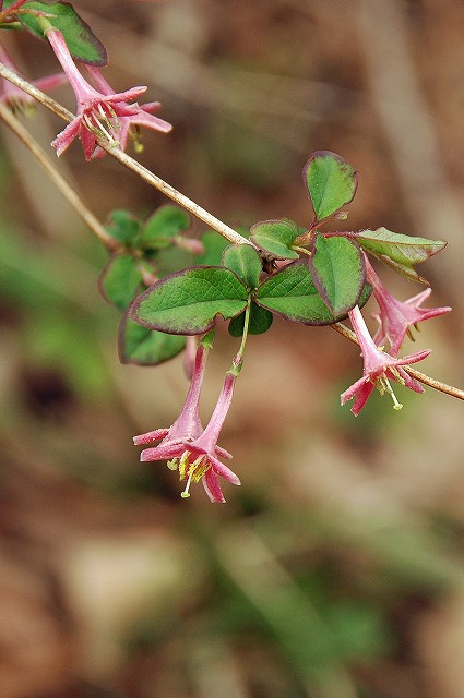 ウグイスカグラ（スイカズラ科）｜素人植物図鑑