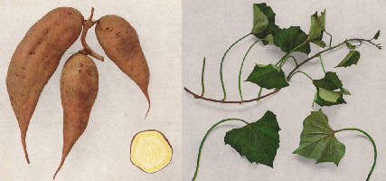 さつまいも品種詳説