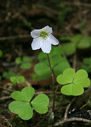 四季の山野草（コミヤマカタバミ）